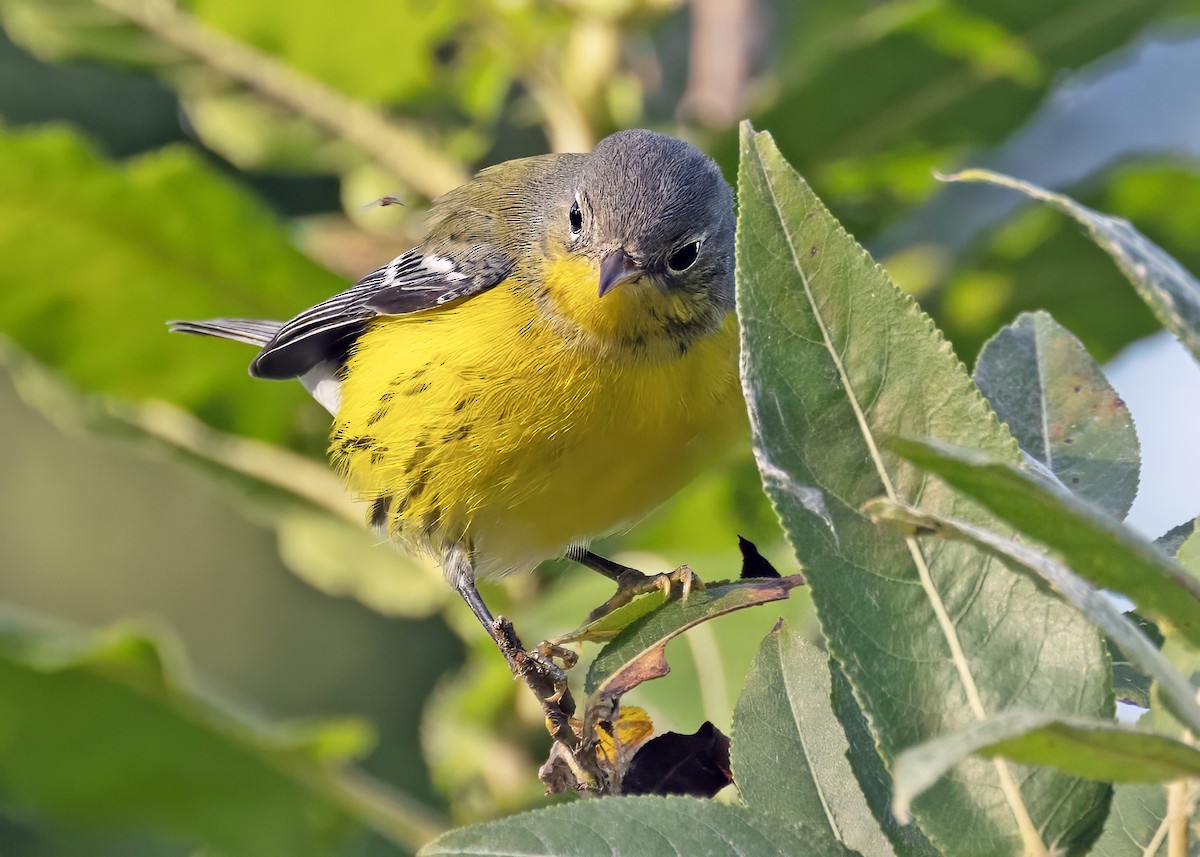 Magnolia Warbler - ML641846074