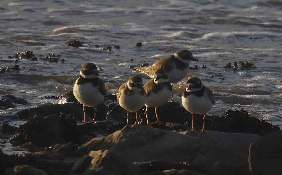Common Ringed Plover - ML641846082