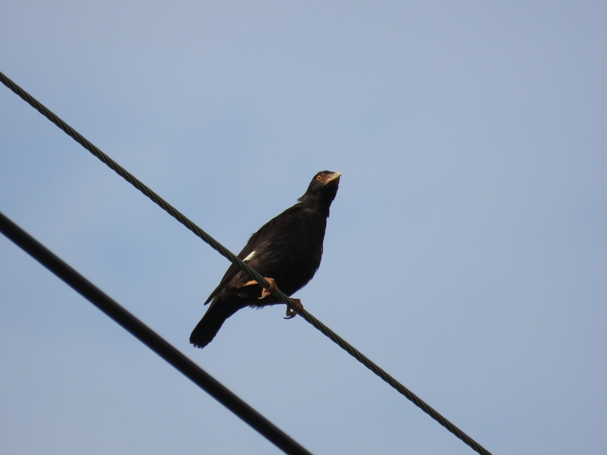 Crested Myna - ML641846083