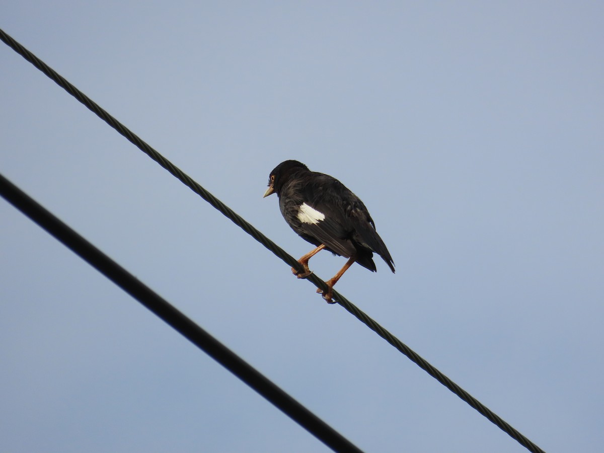Crested Myna - ML641846084