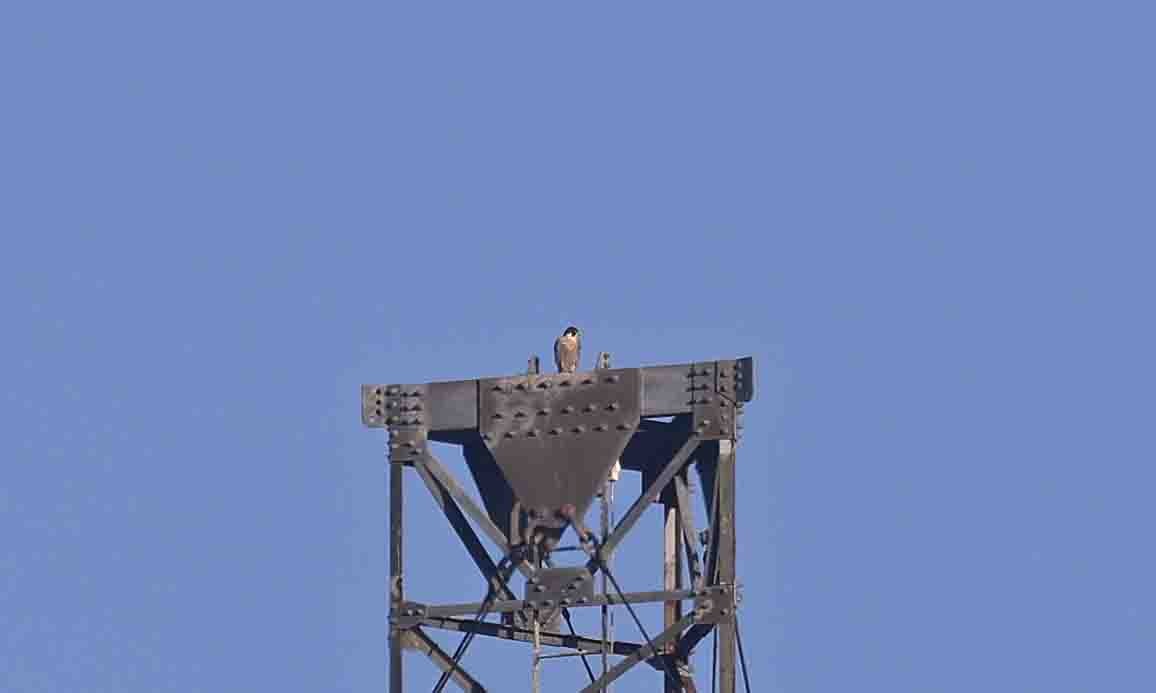 Peregrine Falcon - ML641846091