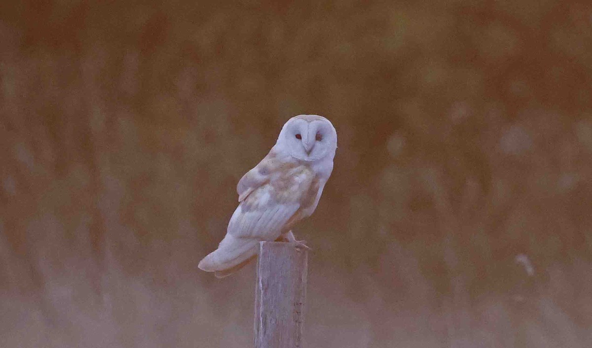 Western Barn Owl (Eurasian) - ML641846104