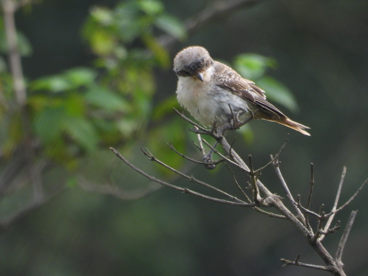 Bay-backed Shrike - ML641846111