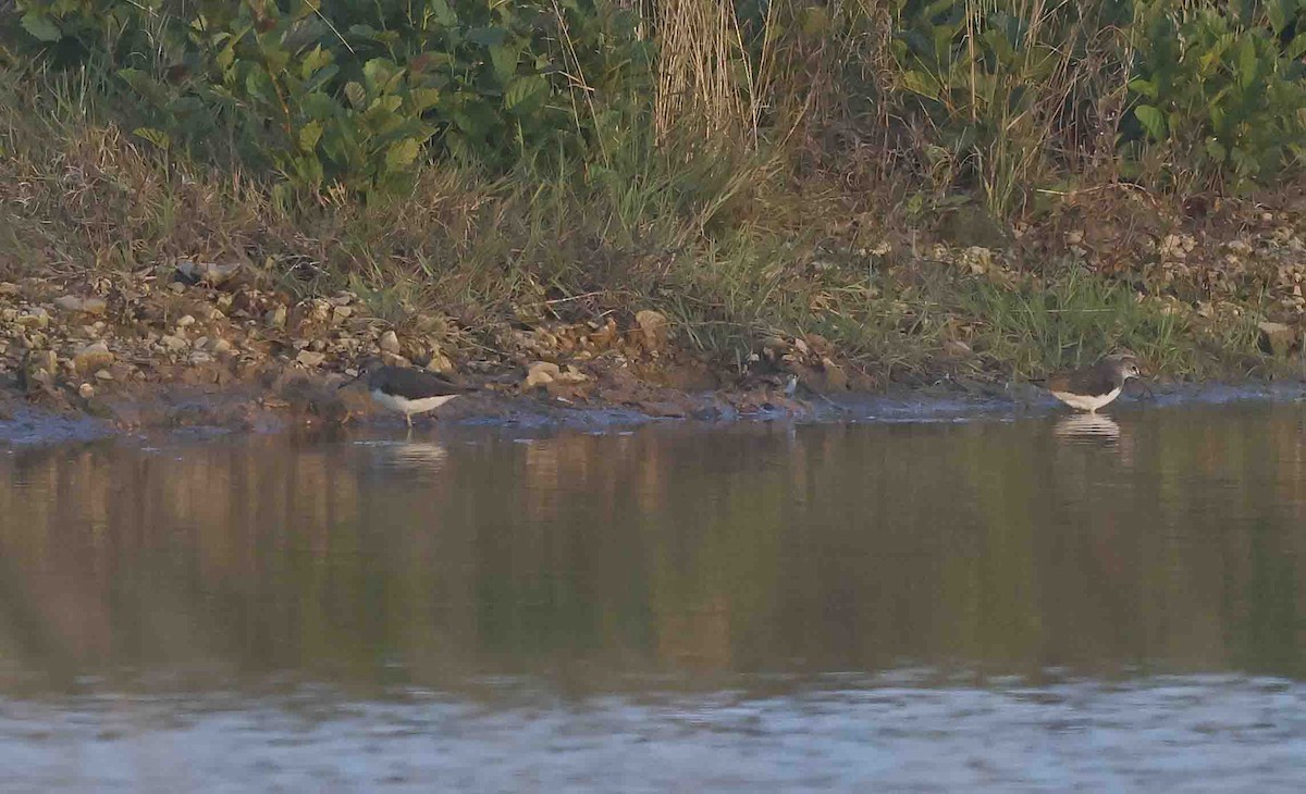 Green Sandpiper - ML641846119