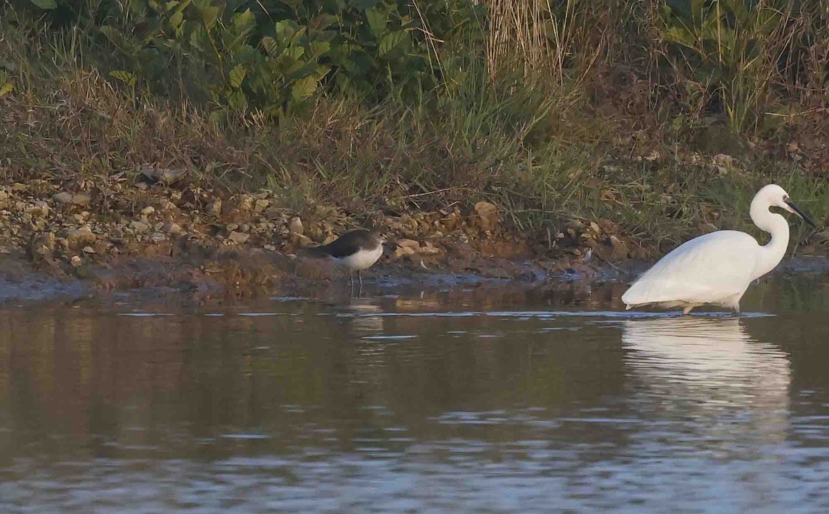 Green Sandpiper - ML641846121