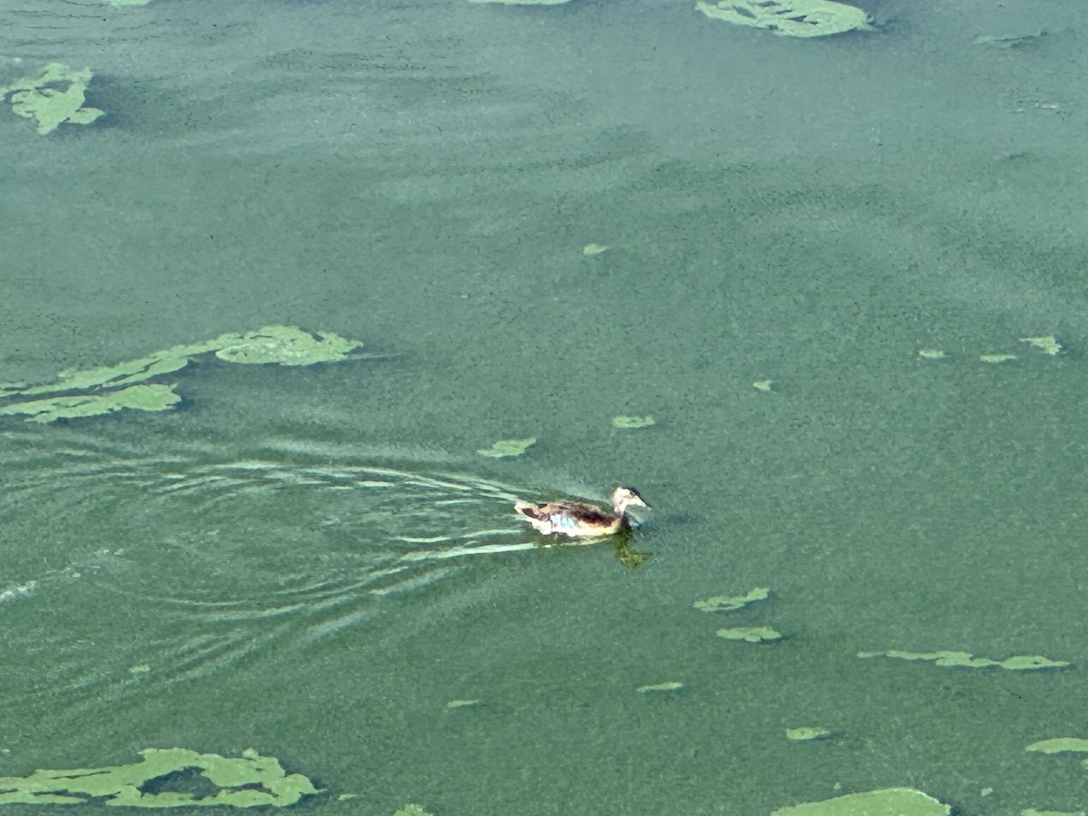 Wood Duck - ML641846127