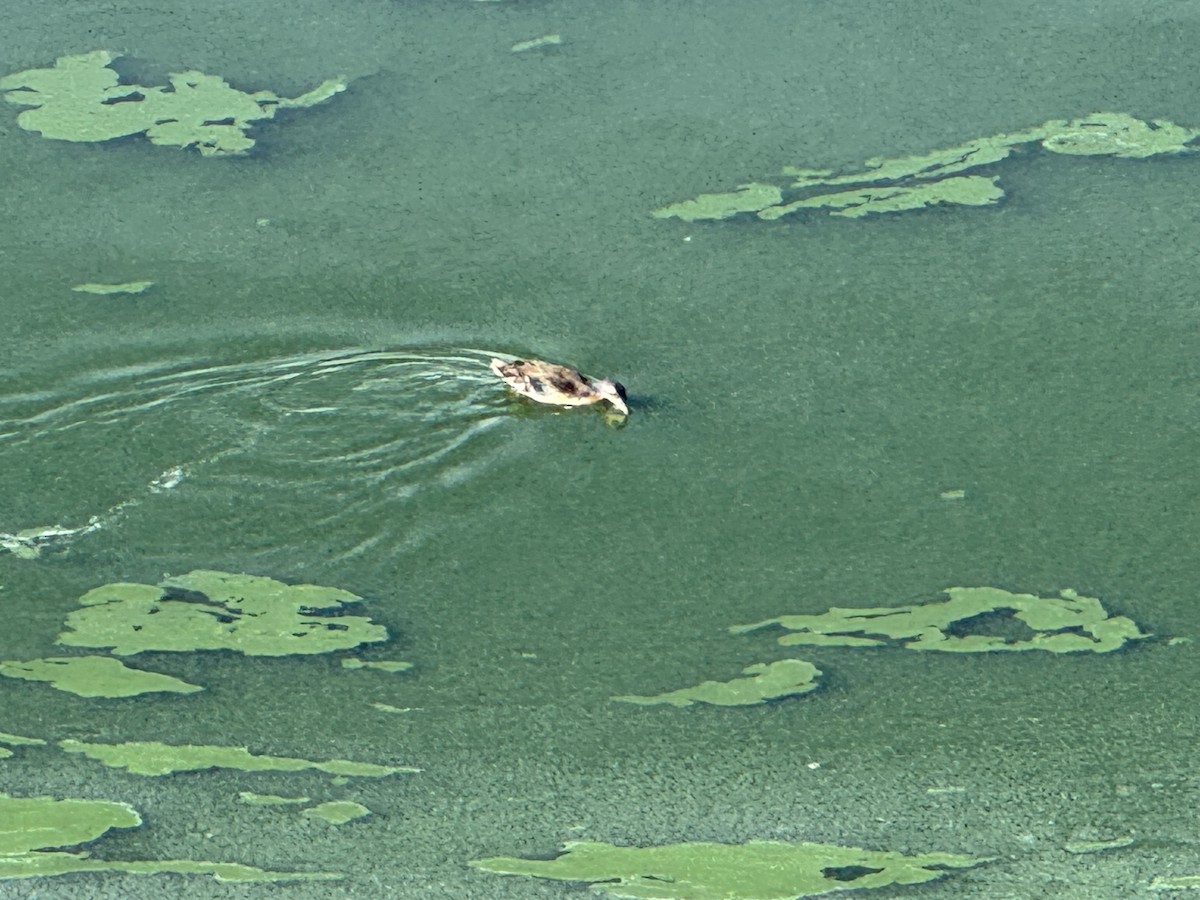 Wood Duck - ML641846128