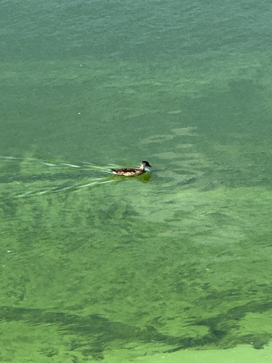 Wood Duck - ML641846129