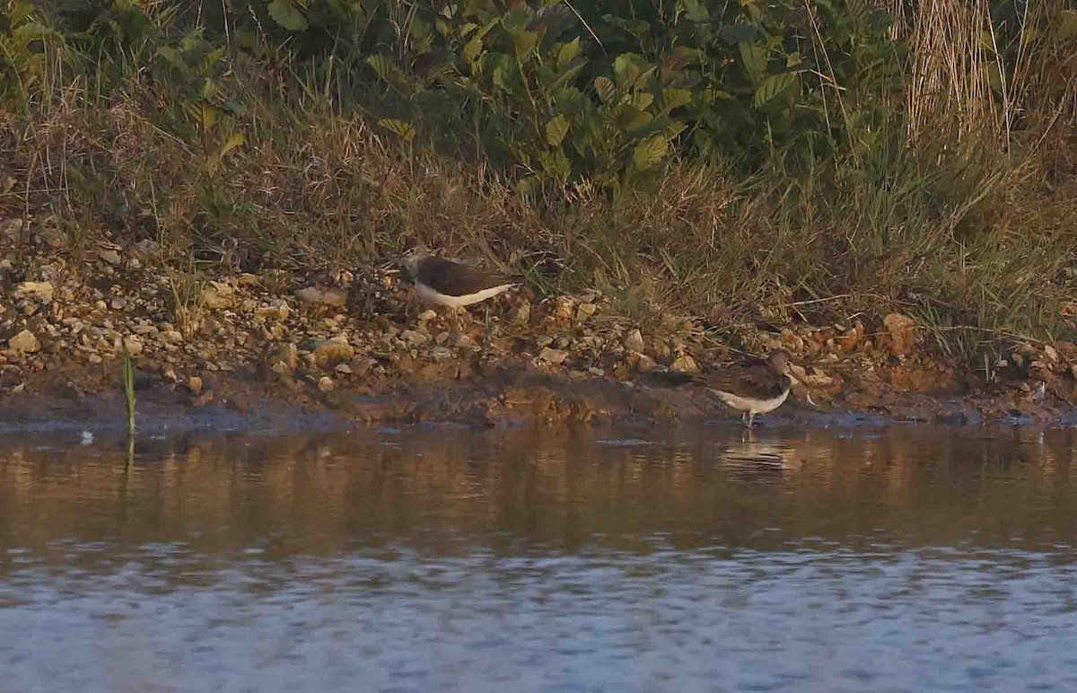 Green Sandpiper - ML641846130