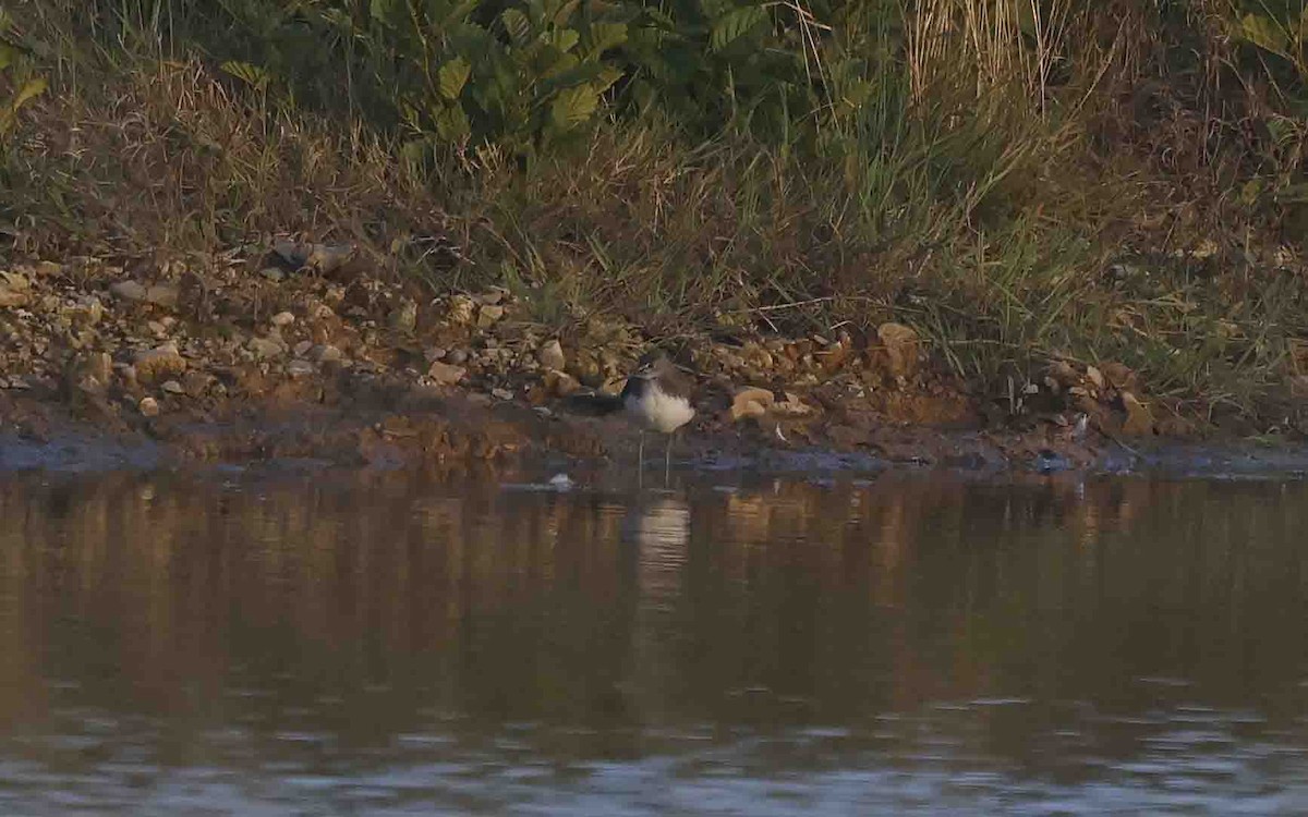 Green Sandpiper - ML641846131