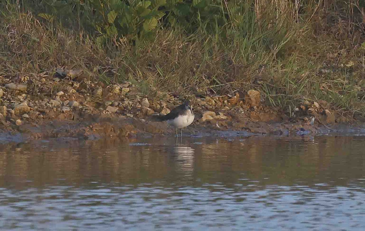 Green Sandpiper - ML641846134