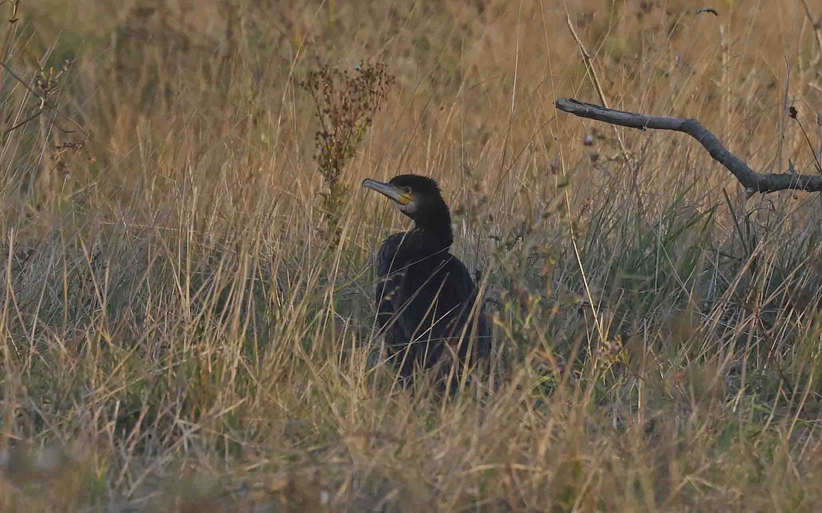 Great Cormorant (Dark-breasted) - ML641846136