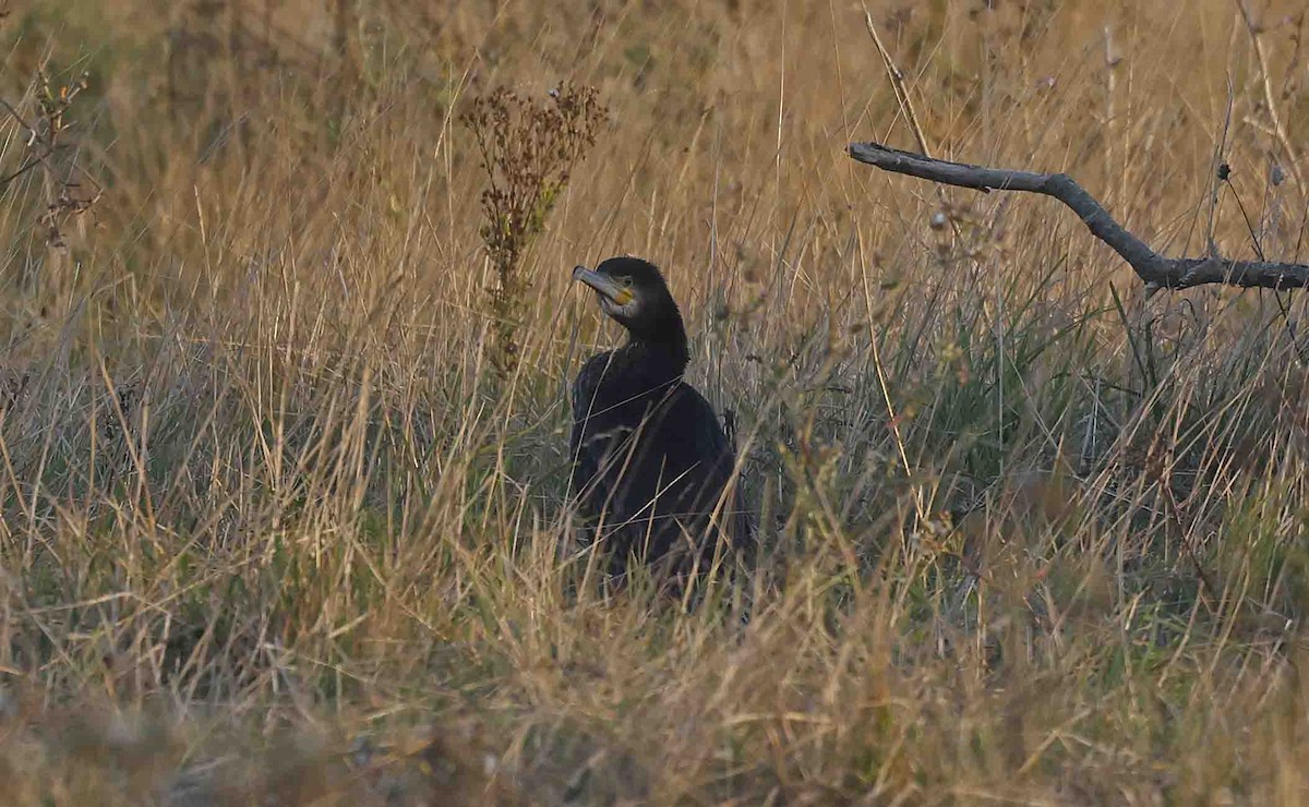 Great Cormorant (Dark-breasted) - ML641846137