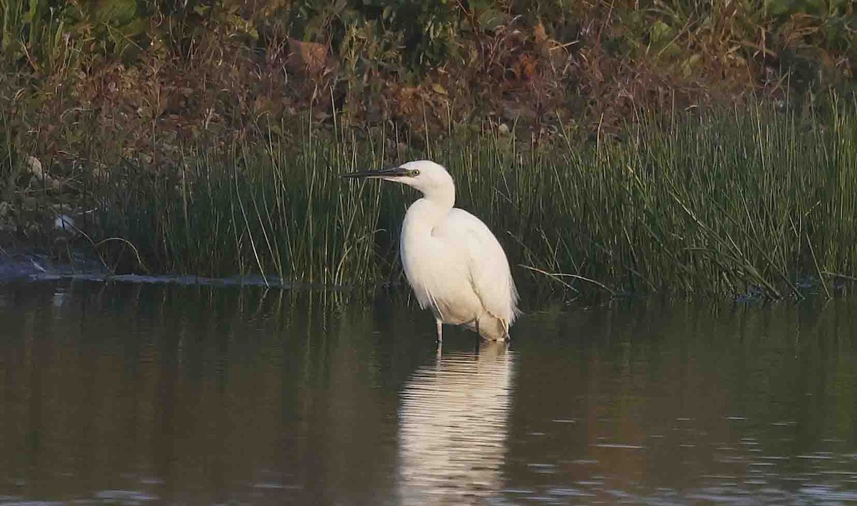 Little Egret (Western) - ML641846142