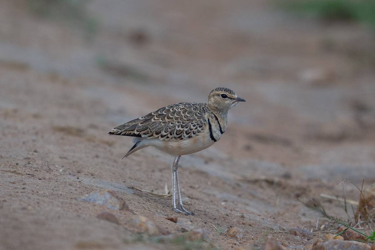 Double-banded Courser - ML641846144
