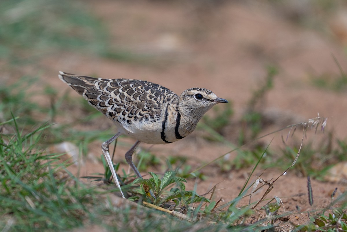 Double-banded Courser - ML641846145