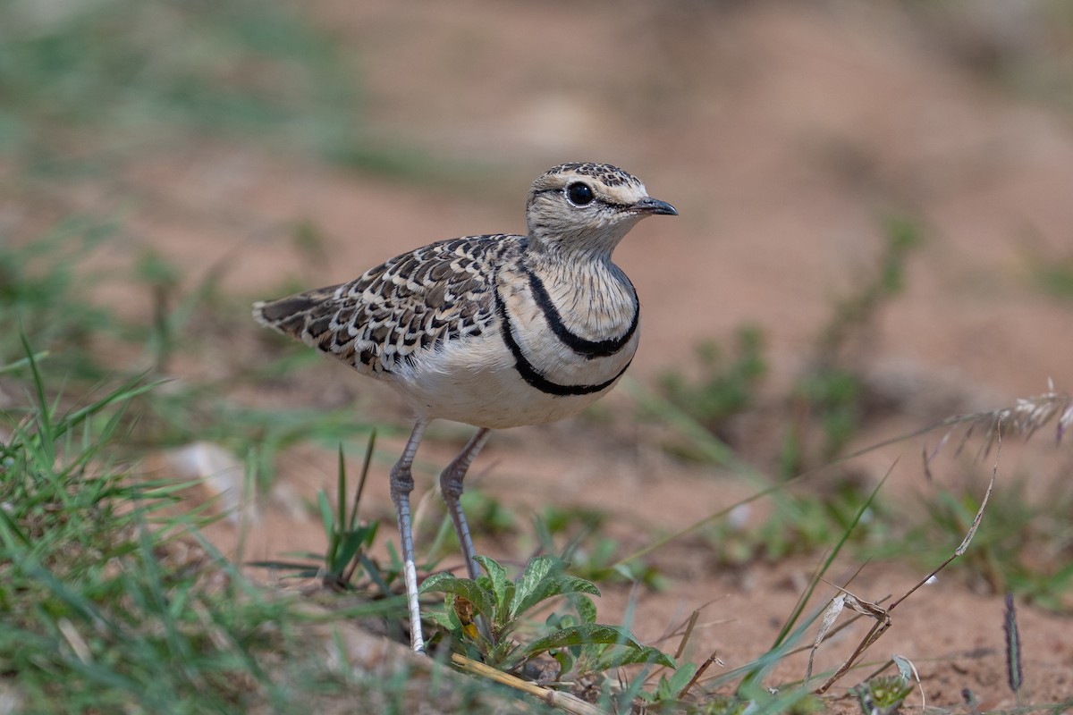 Double-banded Courser - ML641846146