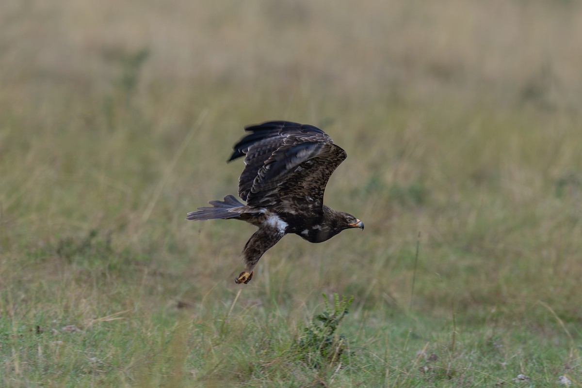 Tawny Eagle - ML641846153