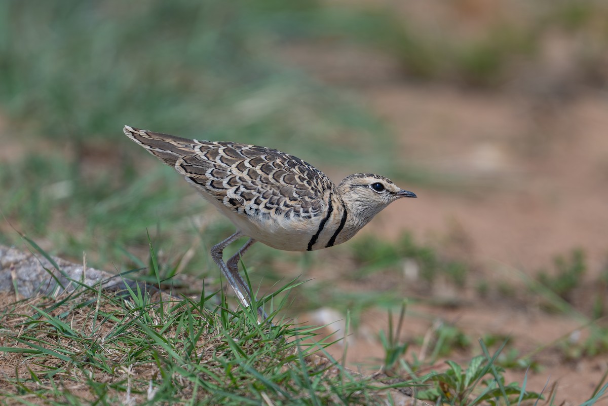 Double-banded Courser - ML641846181