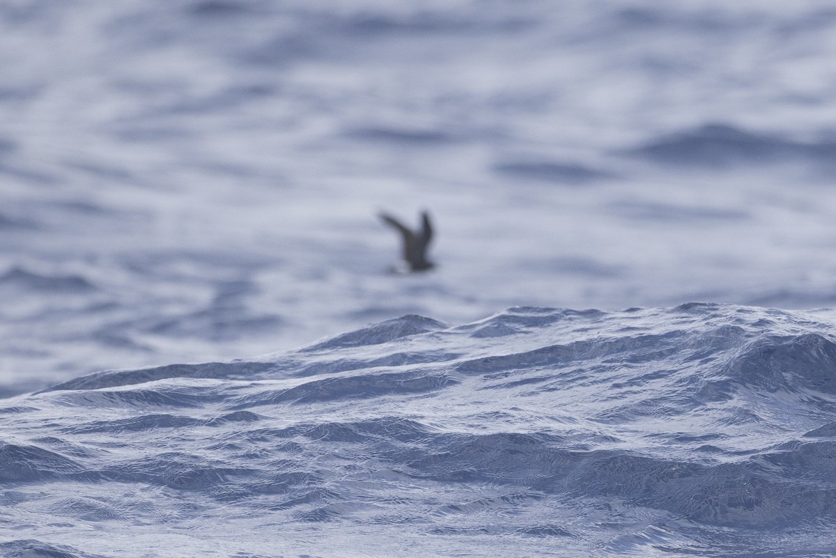 Band-rumped Storm-Petrel - ML641846210