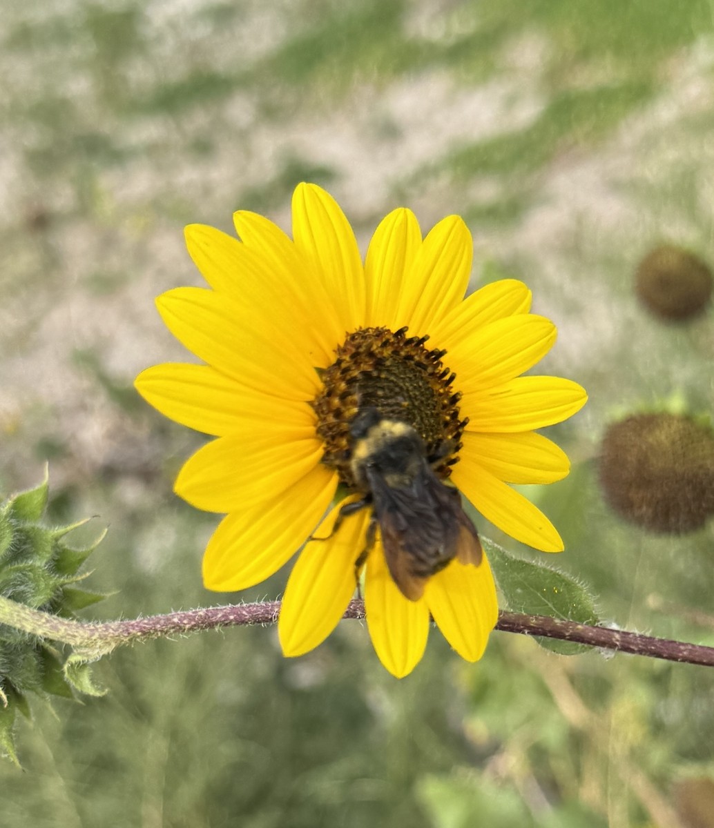 Insects - ML641846212