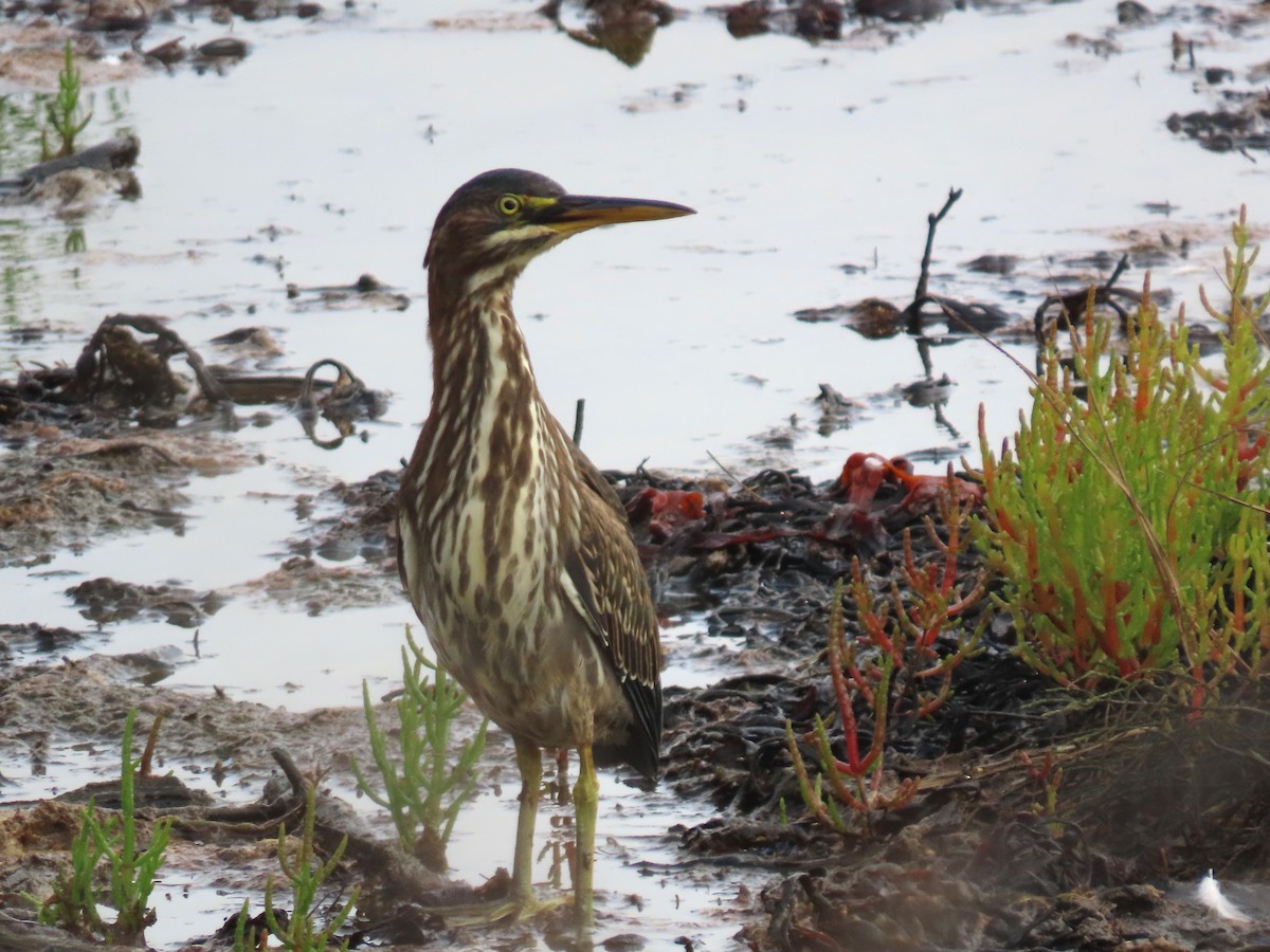 Green Heron - ML641846231
