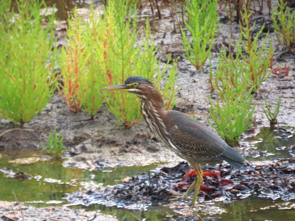 Green Heron - ML641846239