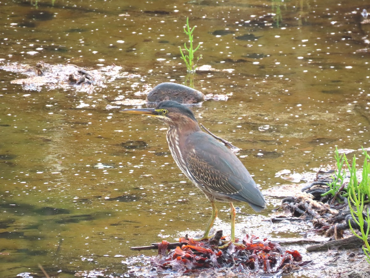 Green Heron - ML641846242