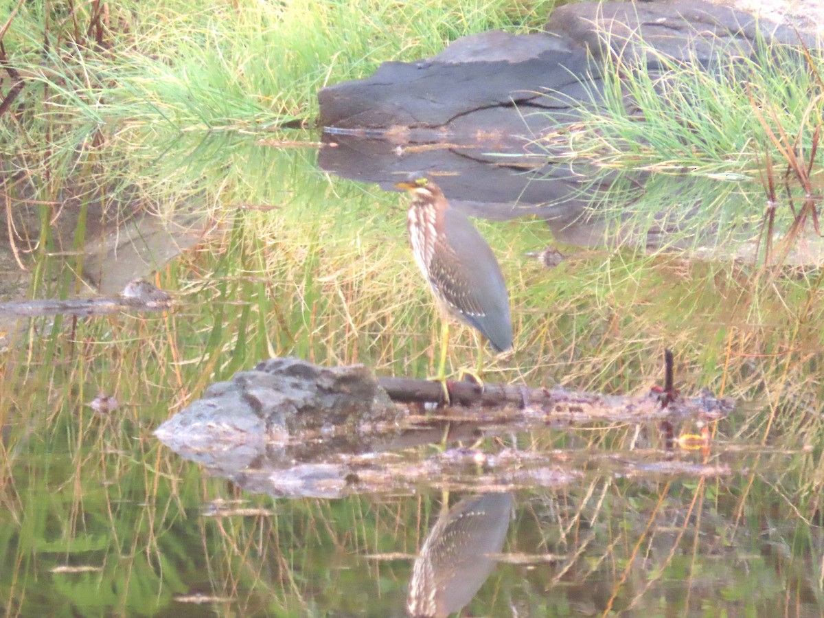 Green Heron - ML641846250