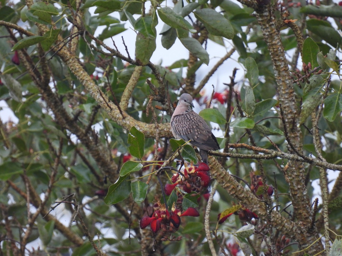 Spotted Dove - ML641846264