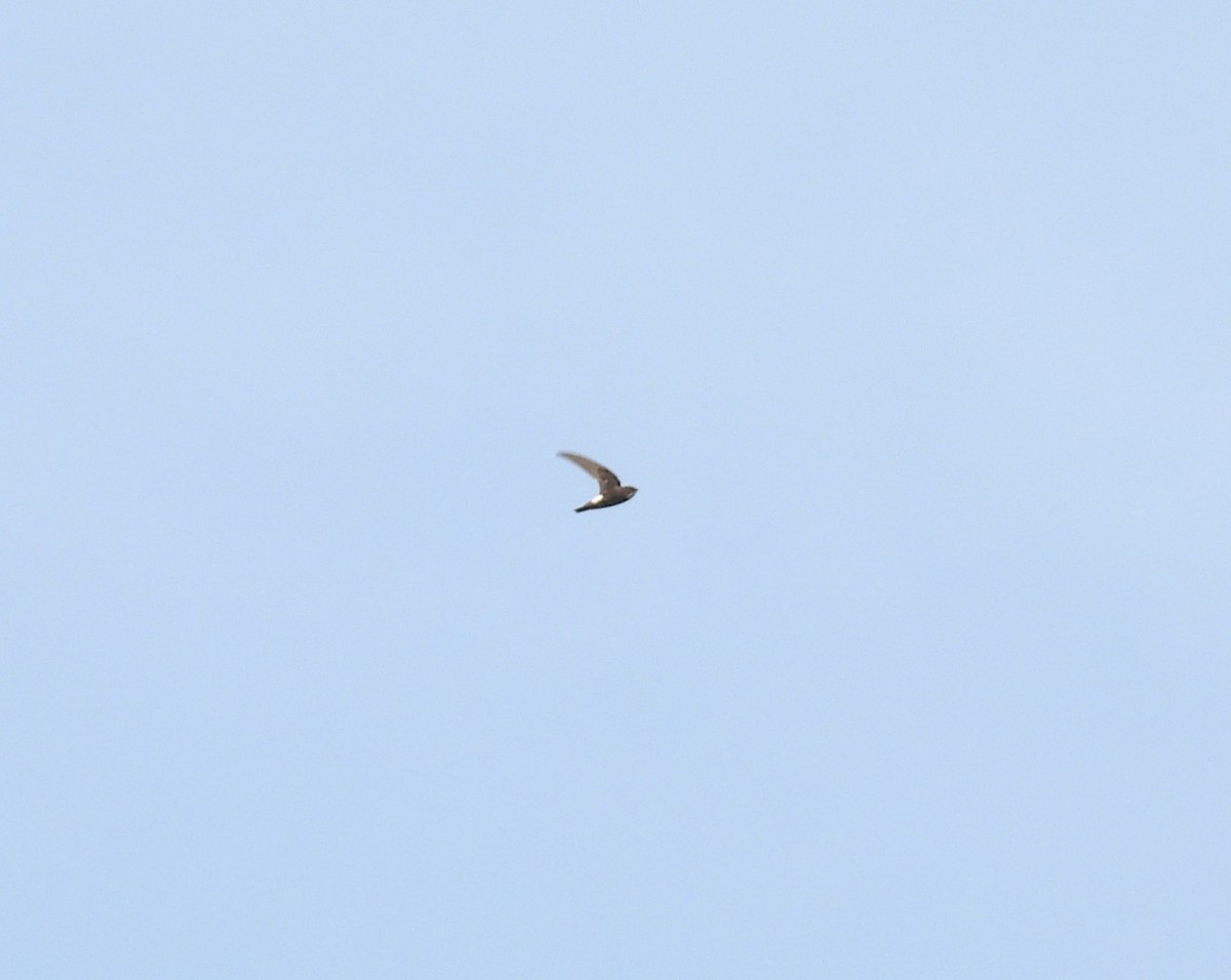 Little Swift - ML641846271