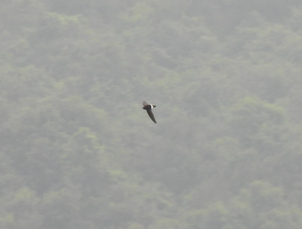 Little Swift - ML641846272