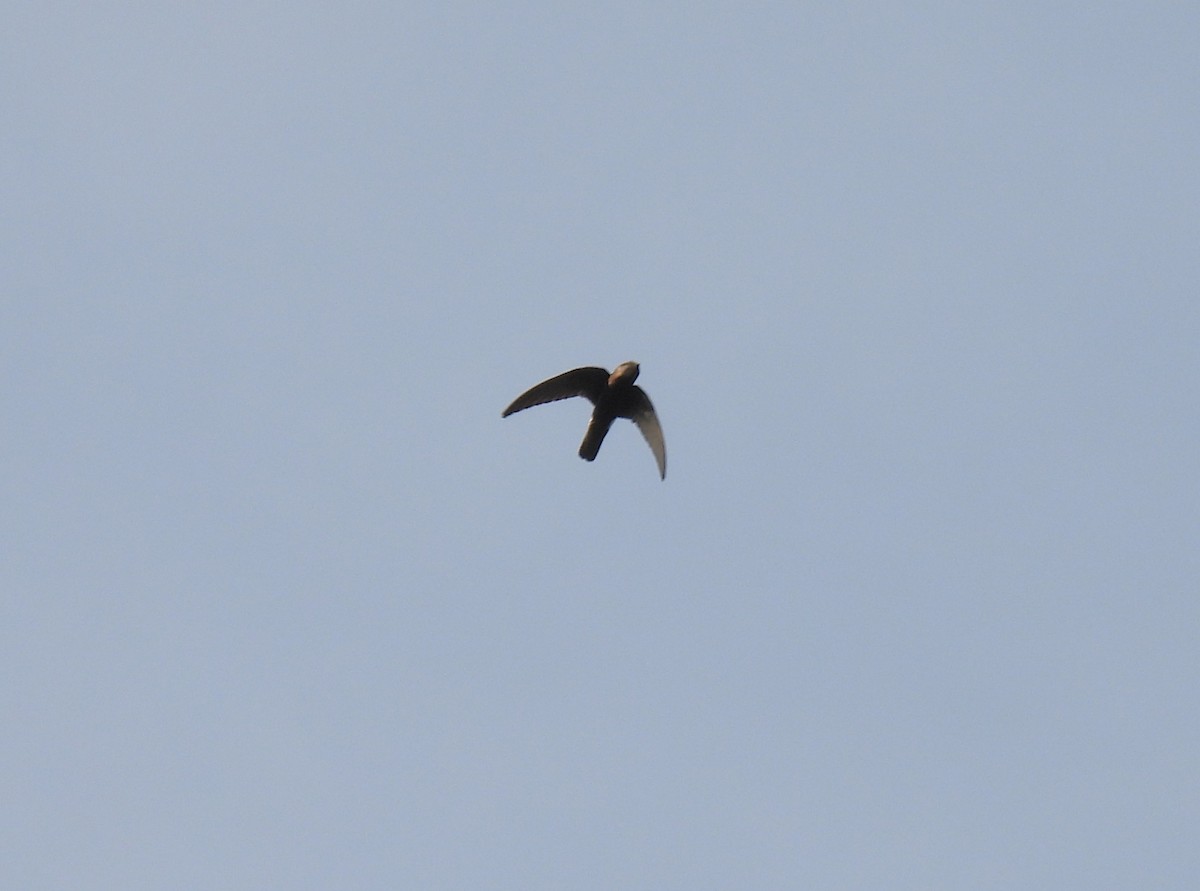 Little Swift - ML641846273