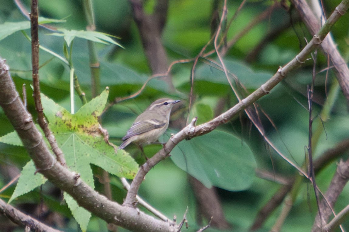 Hume's Warbler - ML641846274