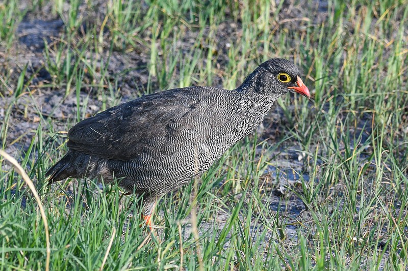 Red-billed Spurfowl - ML641846275