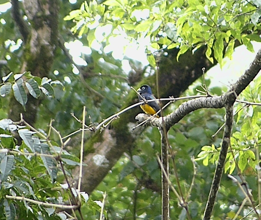 Green-backed Trogon - ML641846276