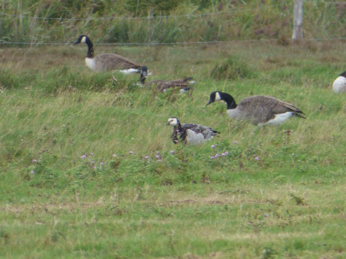 Barnacle Goose - ML641846278