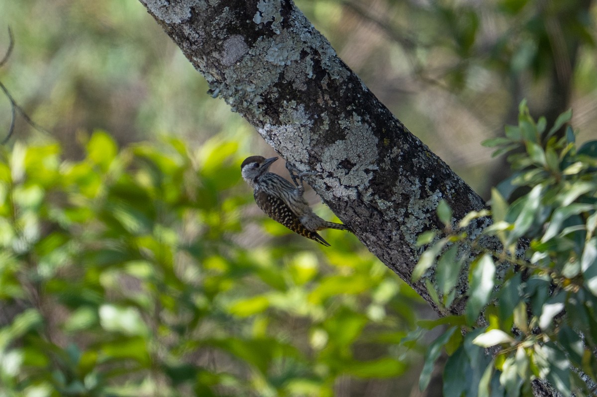 Cardinal Woodpecker - ML641846299