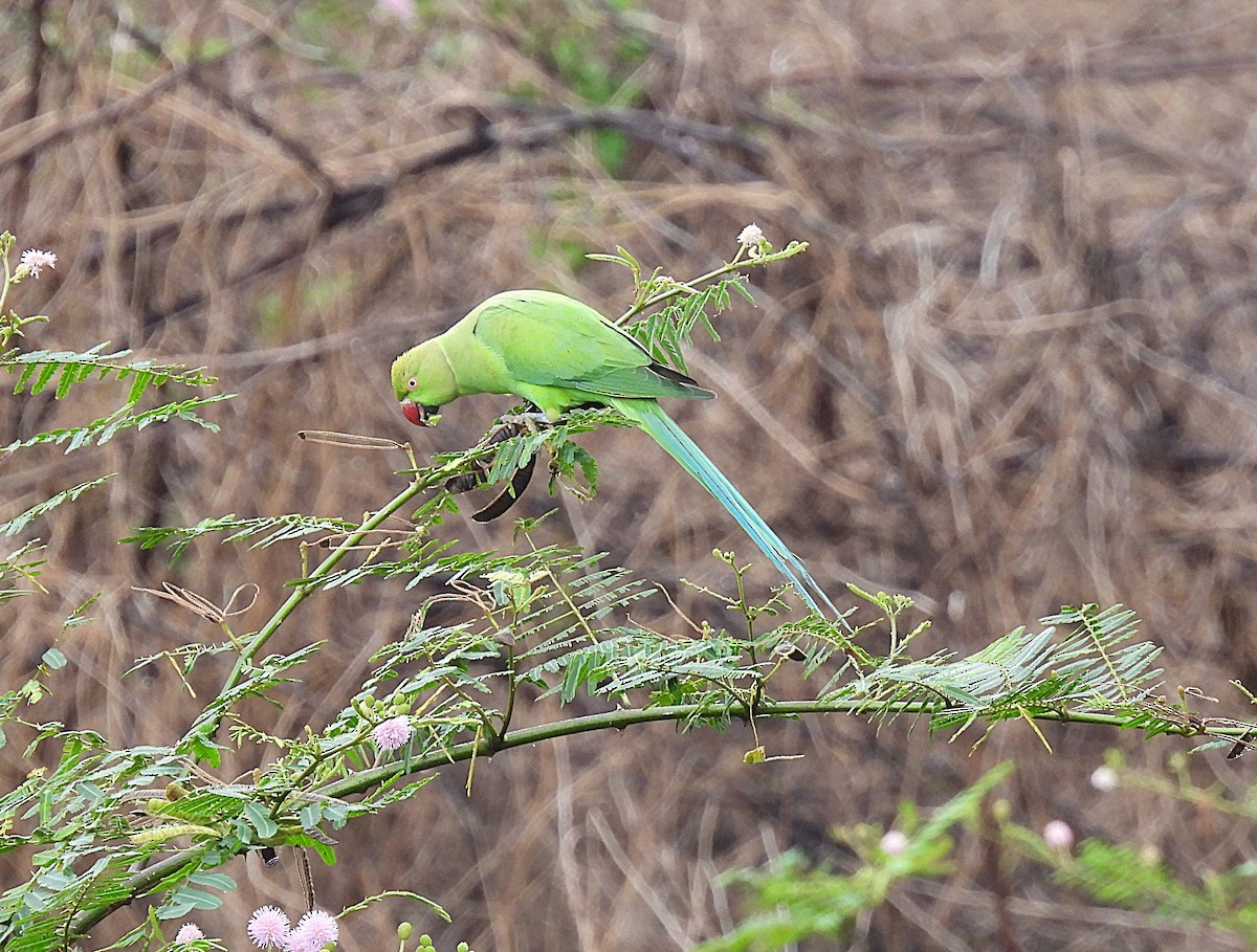 Rose-ringed Parakeet - ML641846302