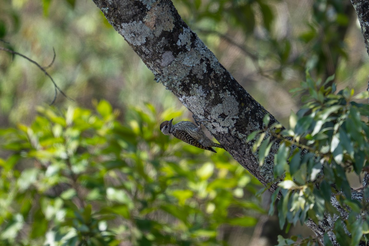 Cardinal Woodpecker - ML641846329