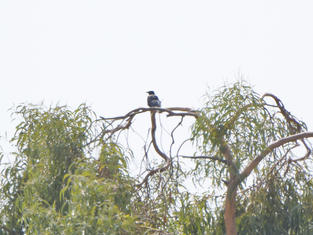 Hooded Crow - ML641846342
