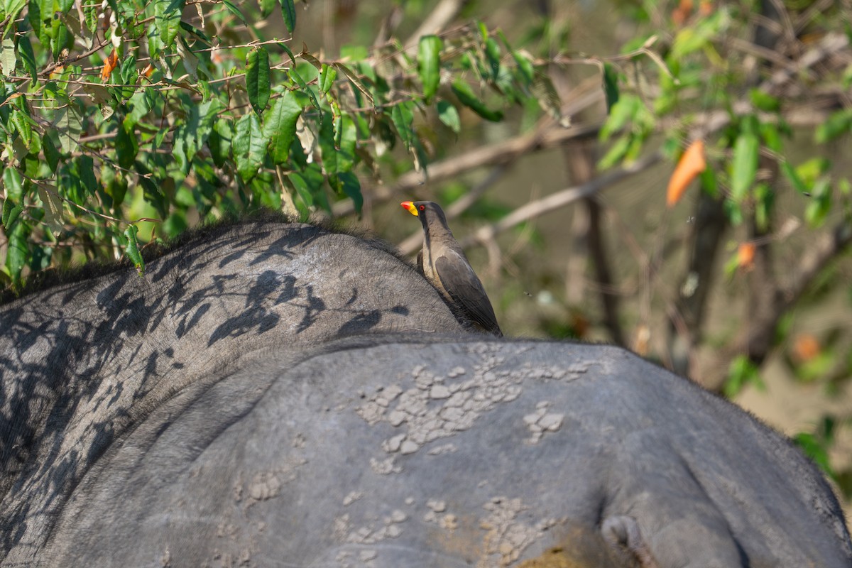Yellow-billed Oxpecker - ML641846349