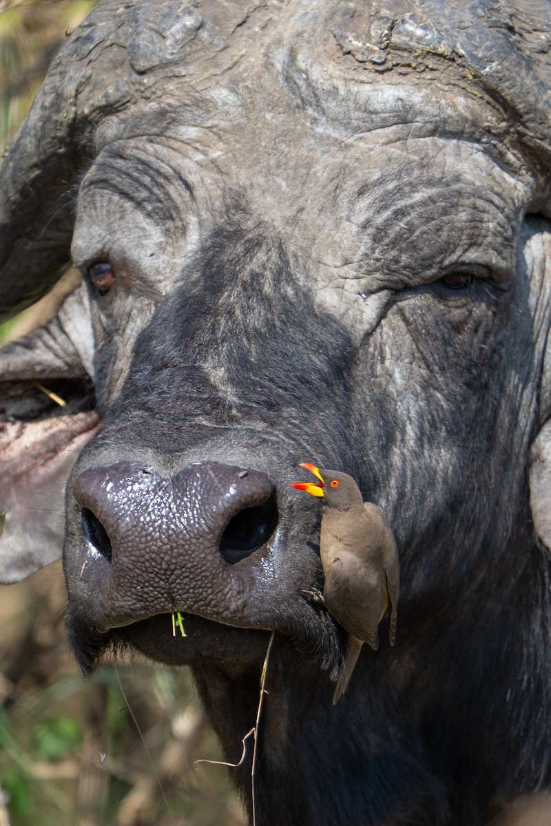 Yellow-billed Oxpecker - ML641846350