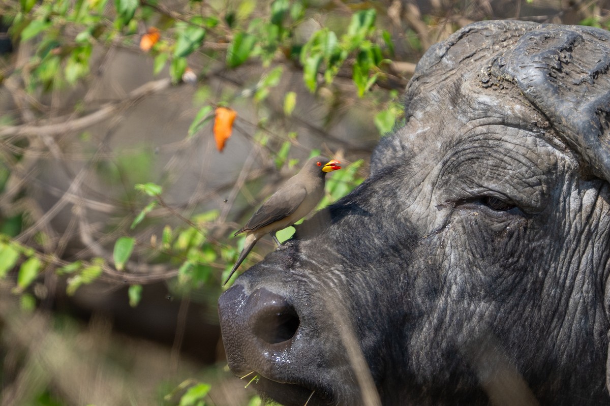 Yellow-billed Oxpecker - ML641846351