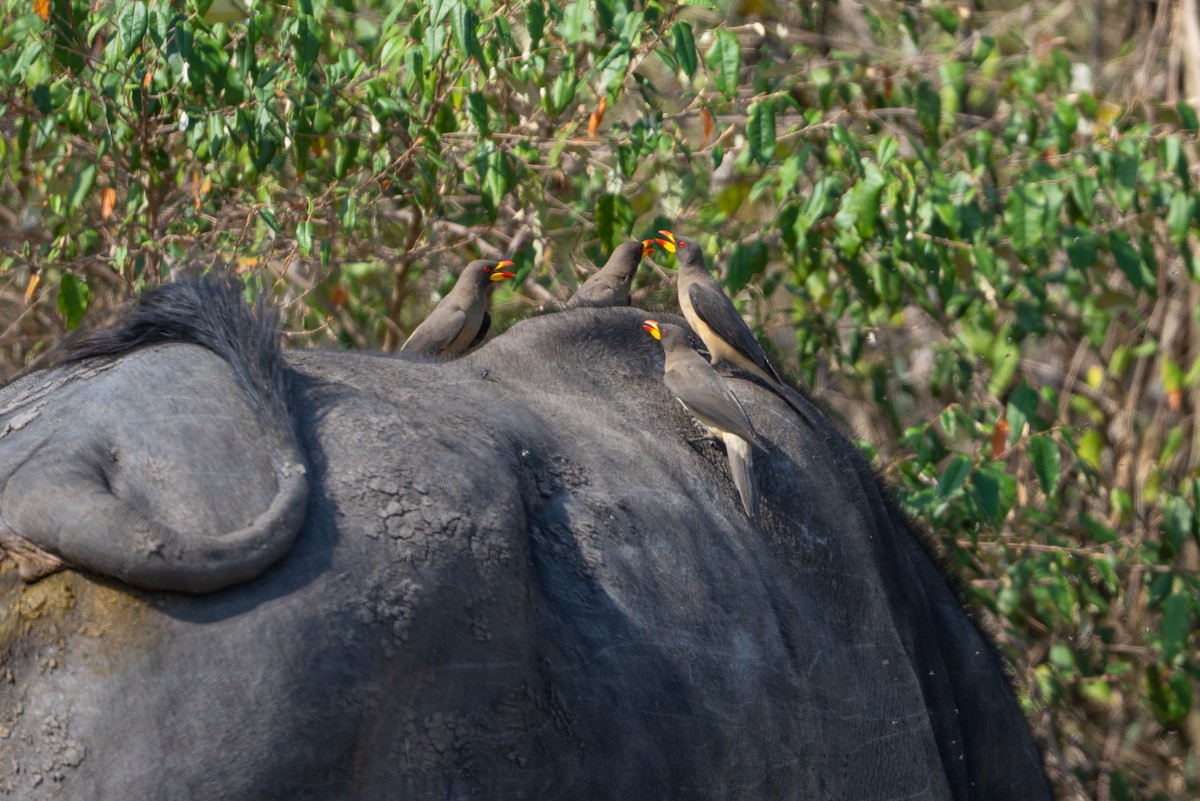 Yellow-billed Oxpecker - ML641846352