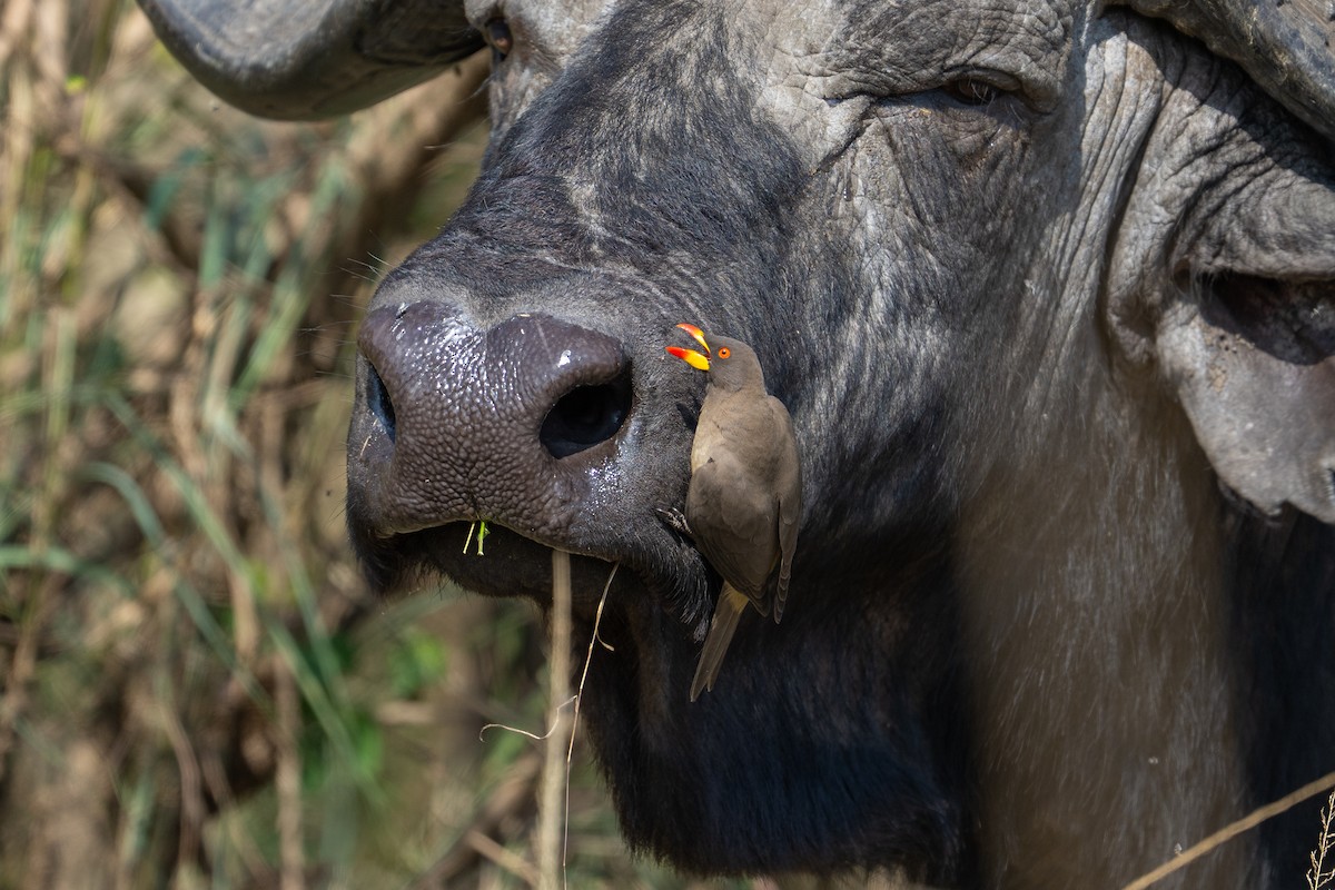 Yellow-billed Oxpecker - ML641846353