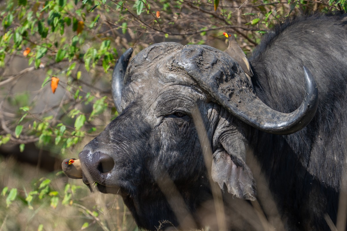 Yellow-billed Oxpecker - ML641846354
