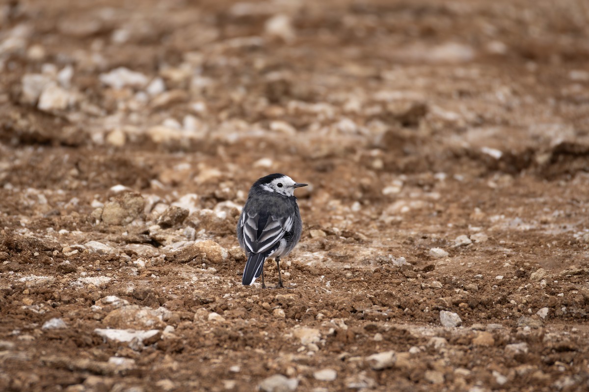 White Wagtail (British) - ML641846364