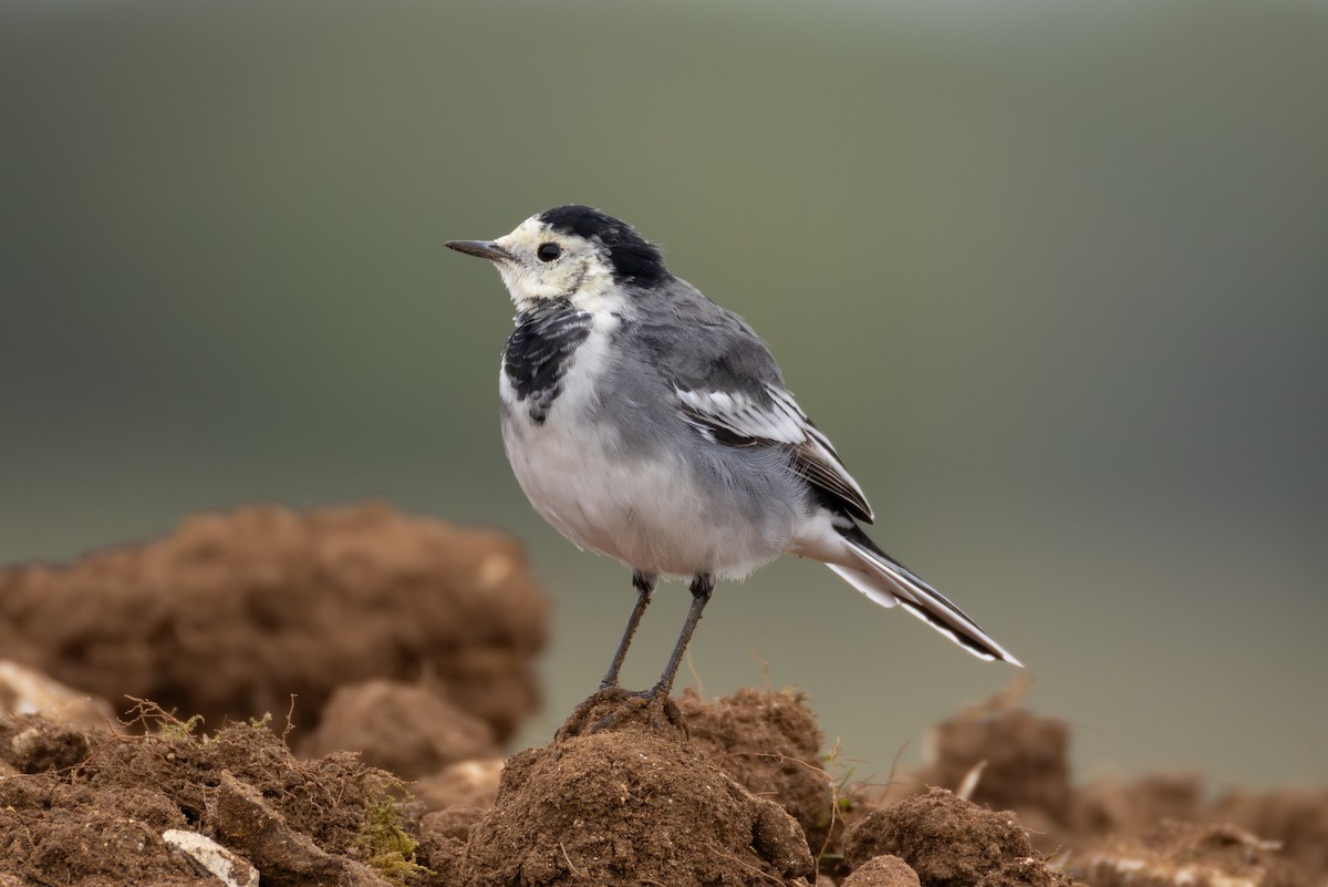 White Wagtail (British) - ML641846365