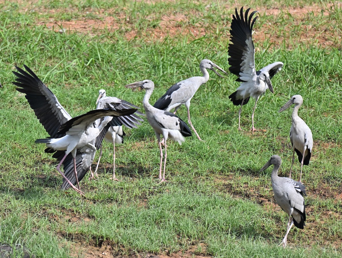 Asian Openbill - ML641846369